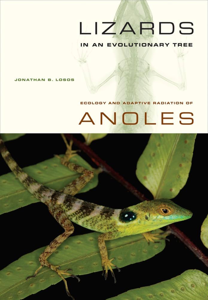 Anolis Coworking